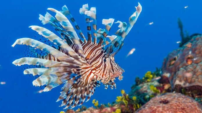 caribbean-islands-biodiversity-hotspot