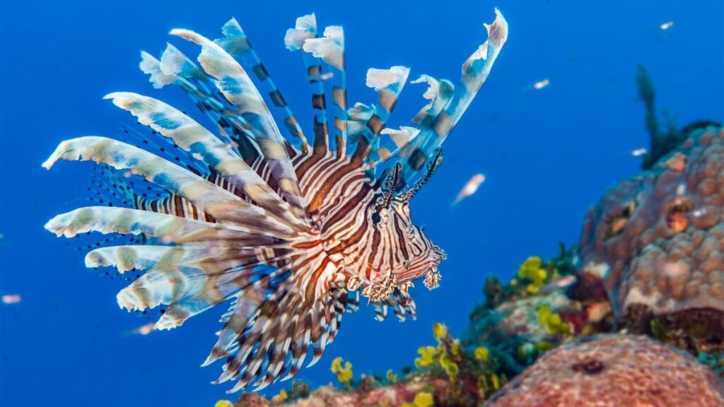 caribbean-islands-biodiversity-hotspot